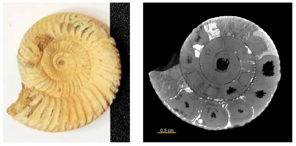 nondestructive-3d ammonite fossil