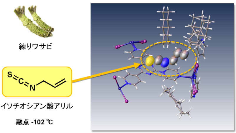 図2: 練りワサビの香気成分の結晶構造解析