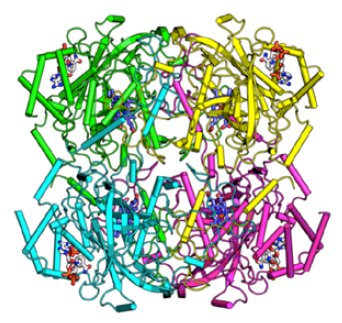 PX019 Figure 3 cartoon representation of the catalaase tetramer