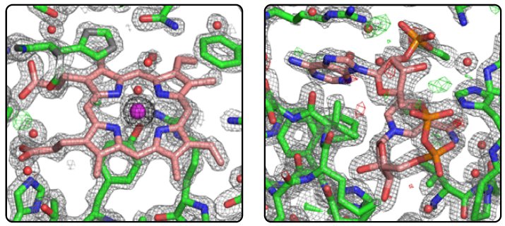 PX019 Figure 4 Heme and NADPH binding sites