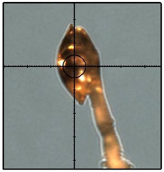 PX021 Figure 1 IN crystal