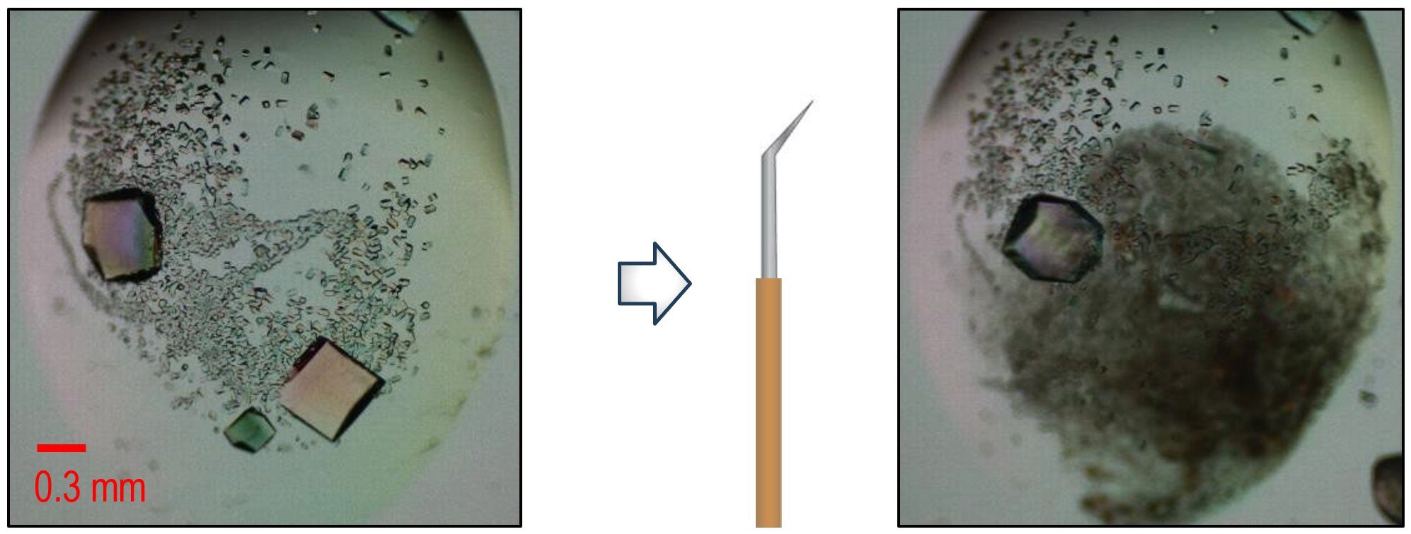 PX041 - Figure 1 - Example of lysozyme crystal selected for microED