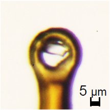 SCX1101 Figure 1 Micrometer crystal of Cyclosporine A