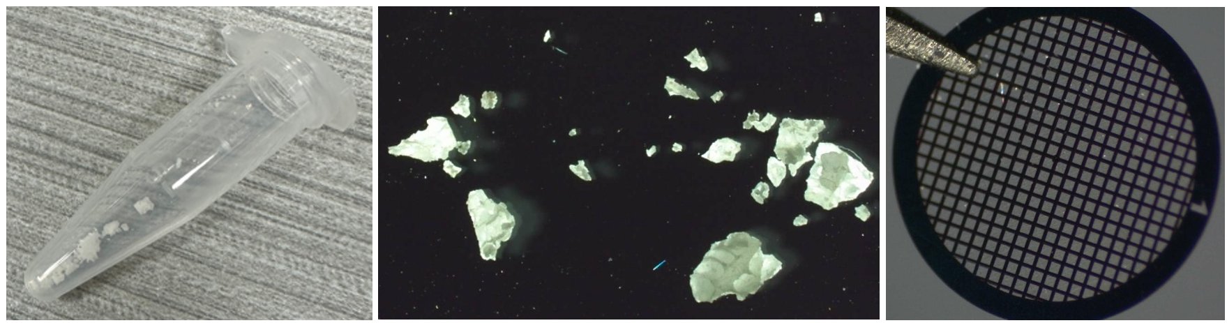 SMX043 Figure 1 Coral skeleton sample