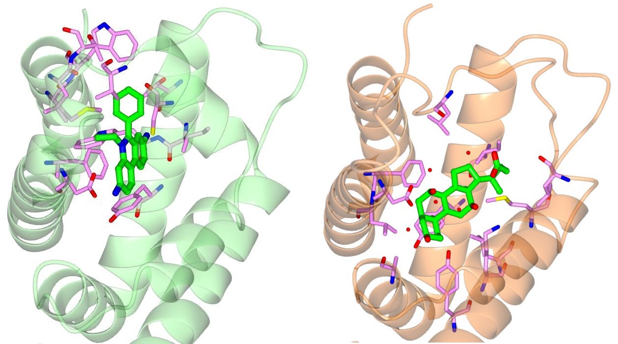 PHARM001 Figure 1 - Ethidium and cholic acid within the RamR binding pocket