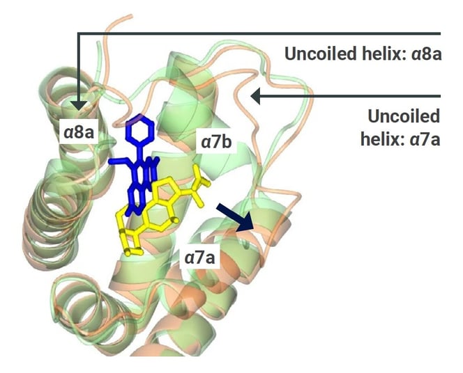 PHARM001 Figure 2 - Conformational changes in the binding pocket of RamR.