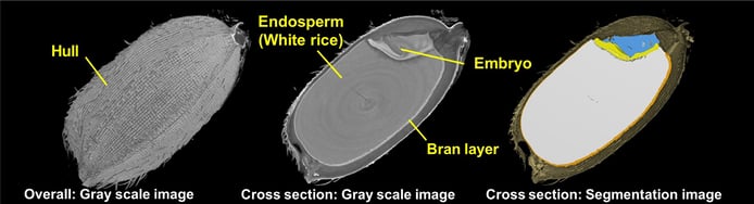 XRI1017 Figure 1 - Paddy rice grains