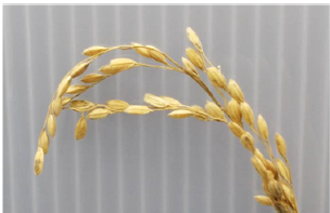 B-XRI1017 Figure 1 paddy rice