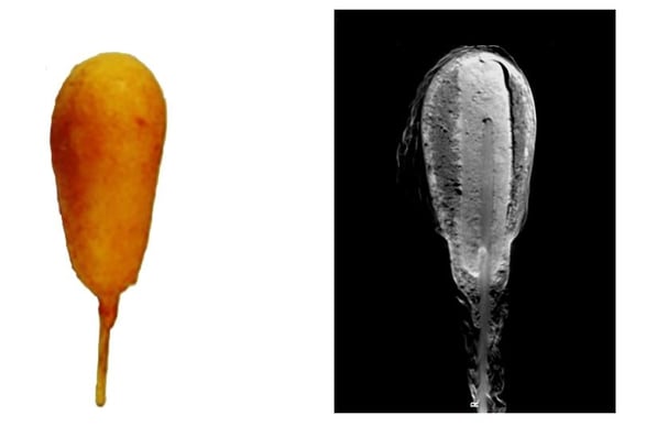 RACCT9008 XCT food application corndog 1-min
