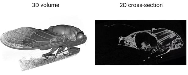 RACCT9021 XCT life science application cicada 2-min
