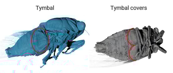RACCT9021 XCT life science application cicada 4-min