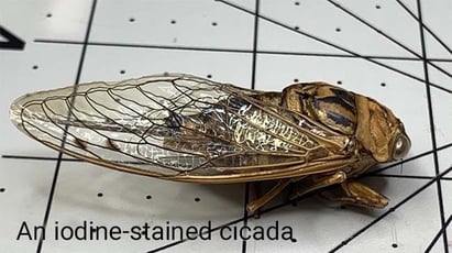 RACCT9021 cicada-label-min
