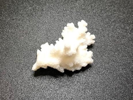 RACCT9022 XCT life science application coral 1-min