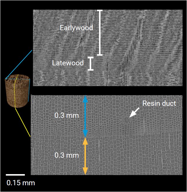 XCT2103 Figure 3 Wood analysis—individual growth cells forming wood rings are visible in the nano scale scan