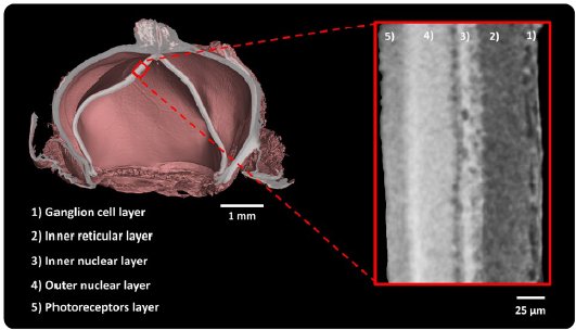 XCT2201 Figure 1 nano3DX allows imaging of whole anatomical structures