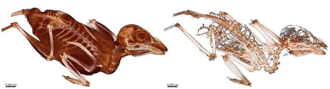 figure 2 wild bird