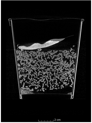 カップラーメンのCT断層画像