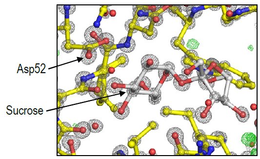 PX027 Figure 5 active site of LY + sucrose