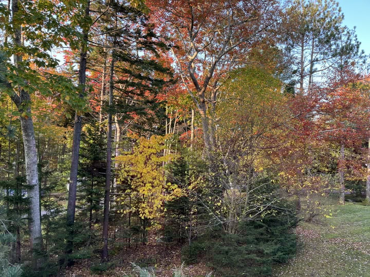 fall foilage