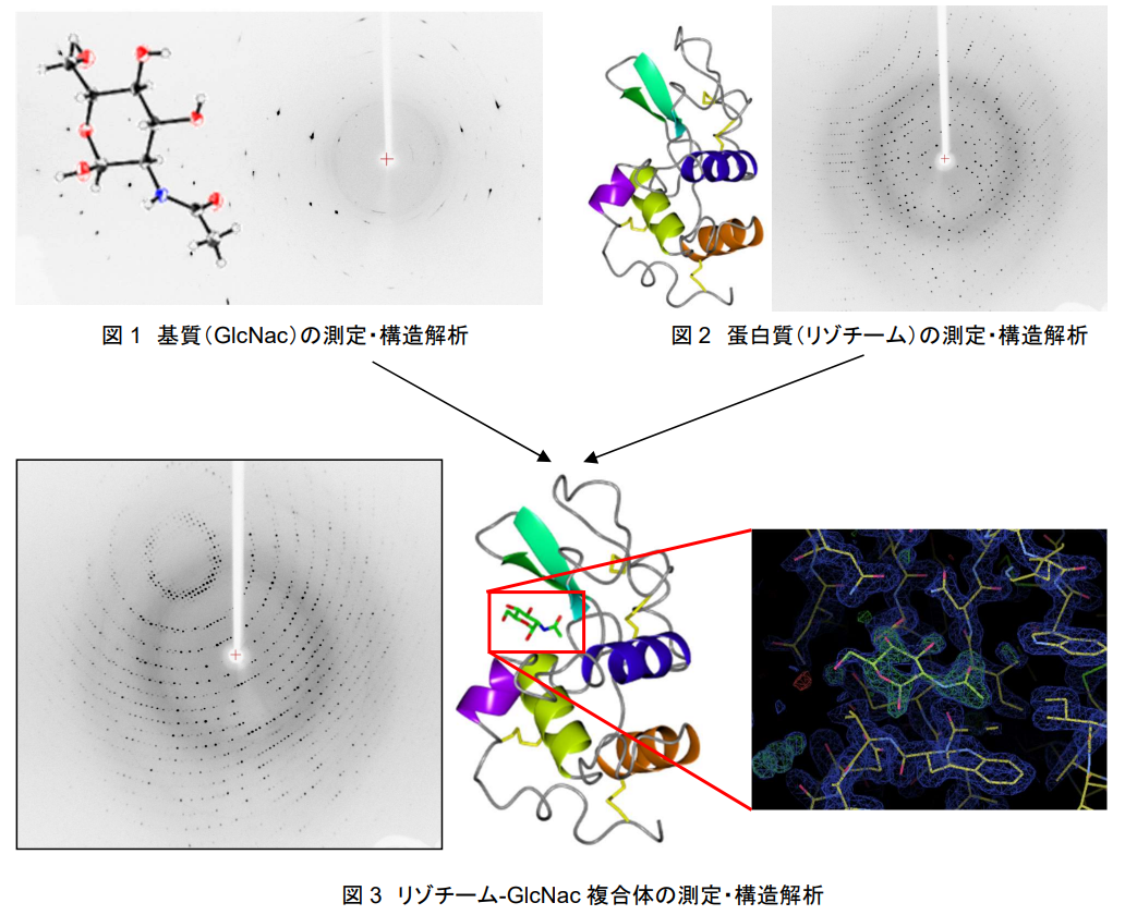 基質（GlcNac）の測定・構造解析、蛋白質（リゾチーム）の測定・構造解析、リゾチーム-GlcNac複合体の測定・構造解析