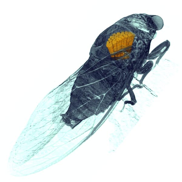 Life Science - Cicada X-ray CT