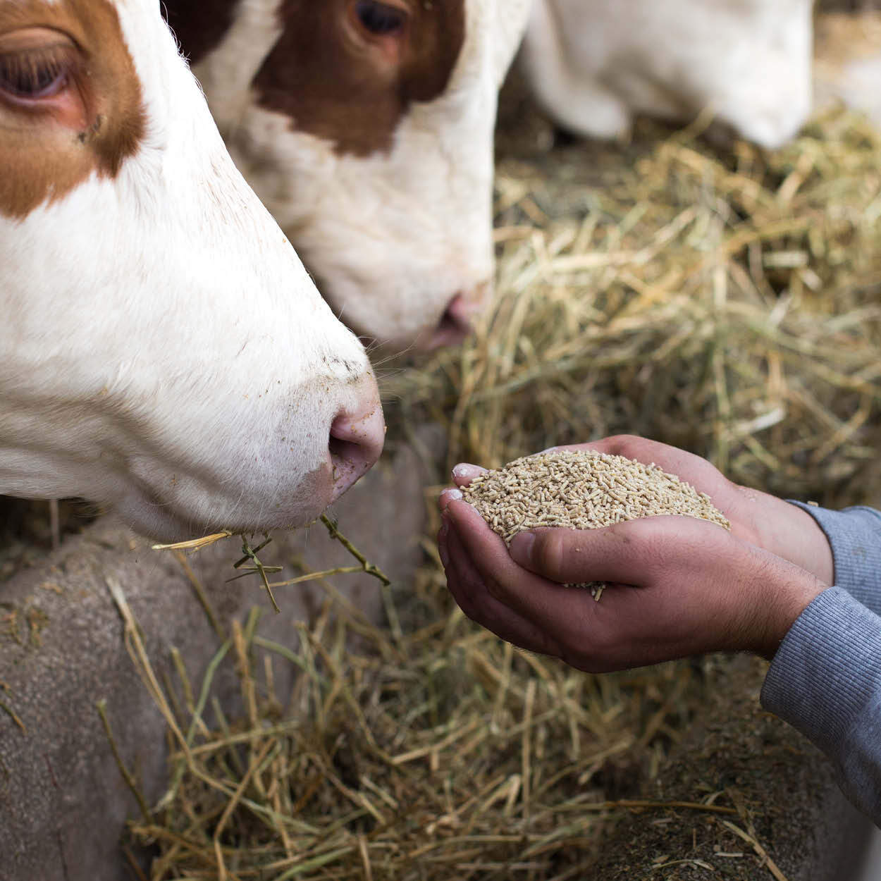 ART_App_Animal-Feeds_TL_Image