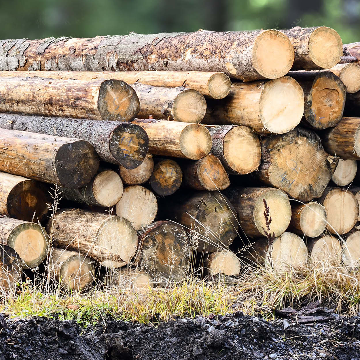 ART_App_Wood_TL_Image