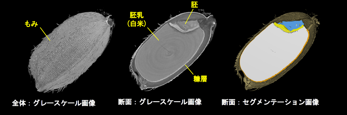 B-XRI1017 Figure 2 3D image paddy rice