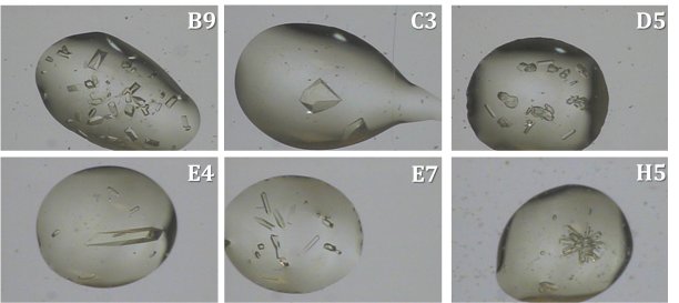 Drop images for six conditions showing crystals of varying morphologies and sizes